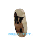 やんちゃなボストンテリアのアルくん（個別スタンプ：16）