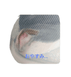 やんちゃなボストンテリアのアルくん（個別スタンプ：25）