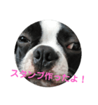 やんちゃなボストンテリアのアルくん（個別スタンプ：32）