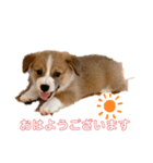 パル1歳（個別スタンプ：3）