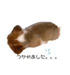 パル1歳（個別スタンプ：4）