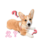 パル1歳（個別スタンプ：6）