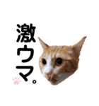 ちろの毎日（個別スタンプ：1）