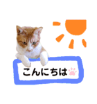 ちろの毎日（個別スタンプ：2）