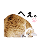 ちろの毎日（個別スタンプ：17）