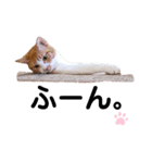 ちろの毎日（個別スタンプ：19）