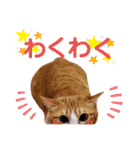 ちろの毎日（個別スタンプ：22）