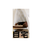 ラムセス（個別スタンプ：14）