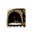 ラムセス（個別スタンプ：16）