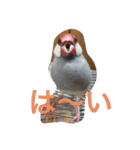 うちの文鳥スタンプ（個別スタンプ：2）