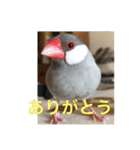 うちの文鳥スタンプ（個別スタンプ：3）