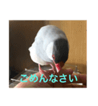 うちの文鳥スタンプ（個別スタンプ：4）