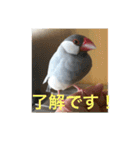 うちの文鳥スタンプ（個別スタンプ：5）