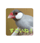 うちの文鳥スタンプ（個別スタンプ：6）