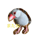 うちの文鳥スタンプ（個別スタンプ：7）