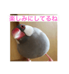 うちの文鳥スタンプ（個別スタンプ：8）