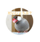 うちの文鳥スタンプ（個別スタンプ：9）
