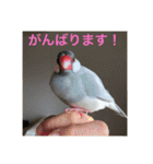 うちの文鳥スタンプ（個別スタンプ：10）