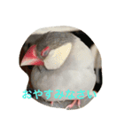 うちの文鳥スタンプ（個別スタンプ：11）