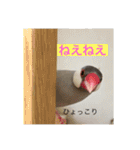 うちの文鳥スタンプ（個別スタンプ：12）