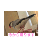 うちの文鳥スタンプ（個別スタンプ：13）