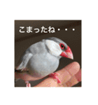 うちの文鳥スタンプ（個別スタンプ：15）
