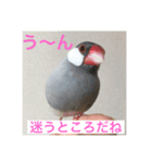 うちの文鳥スタンプ（個別スタンプ：16）