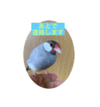 うちの文鳥スタンプ（個別スタンプ：17）