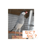 うちの文鳥スタンプ（個別スタンプ：19）