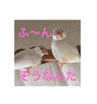 うちの文鳥スタンプ（個別スタンプ：20）