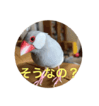 うちの文鳥スタンプ（個別スタンプ：21）