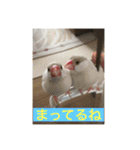 うちの文鳥スタンプ（個別スタンプ：22）