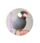 うちの文鳥スタンプ（個別スタンプ：23）