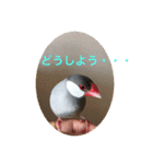 うちの文鳥スタンプ（個別スタンプ：24）