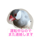 うちの文鳥スタンプ（個別スタンプ：25）