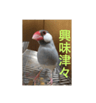うちの文鳥スタンプ（個別スタンプ：26）