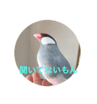 うちの文鳥スタンプ（個別スタンプ：27）