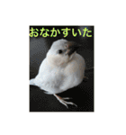 うちの文鳥スタンプ（個別スタンプ：28）