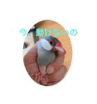 うちの文鳥スタンプ（個別スタンプ：29）