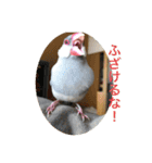 うちの文鳥スタンプ（個別スタンプ：30）