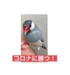 うちの文鳥スタンプ（個別スタンプ：31）