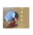 うちの文鳥スタンプ（個別スタンプ：32）