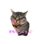 キジトラにゃんこ（日常会話）（個別スタンプ：1）