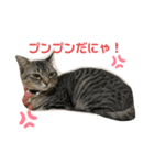 キジトラにゃんこ（日常会話）（個別スタンプ：4）