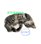 キジトラにゃんこ（日常会話）（個別スタンプ：5）