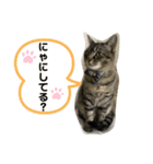 キジトラにゃんこ（日常会話）（個別スタンプ：6）