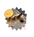 愛犬トロ太郎（個別スタンプ：1）