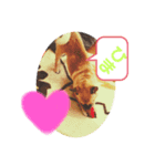 愛犬トロ太郎（個別スタンプ：2）