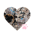 愛犬トロ太郎（個別スタンプ：3）