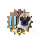 愛犬トロ太郎（個別スタンプ：5）
